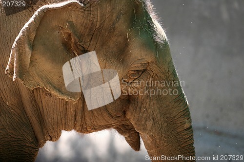 Image of Elephant head