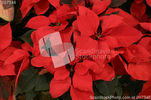 Image of Poinsettias - close-up