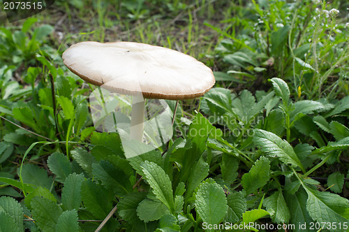 Image of Growing fungus