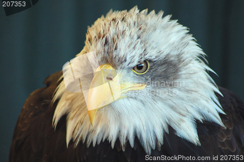 Image of Bald Eagle