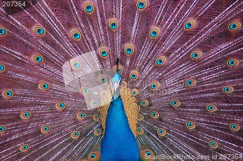 Image of Peacock fan