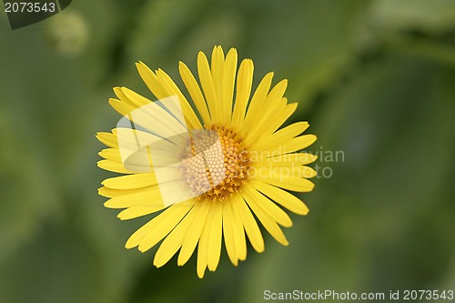 Image of Yellow oxeye daisy