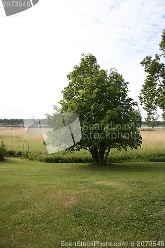 Image of Tree