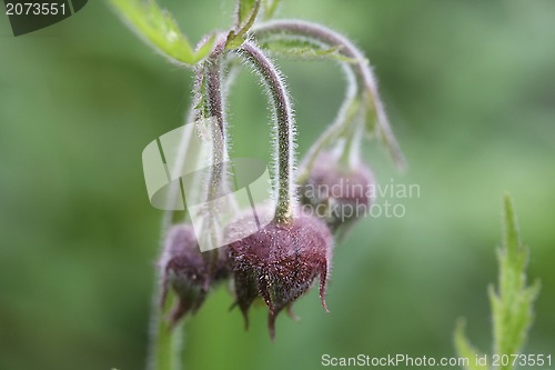 Image of Avens Flower