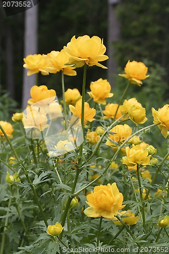 Image of Globeflower