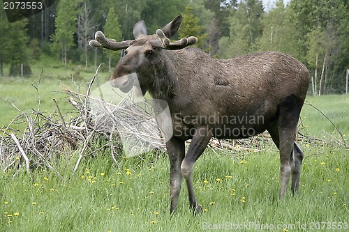 Image of Moose