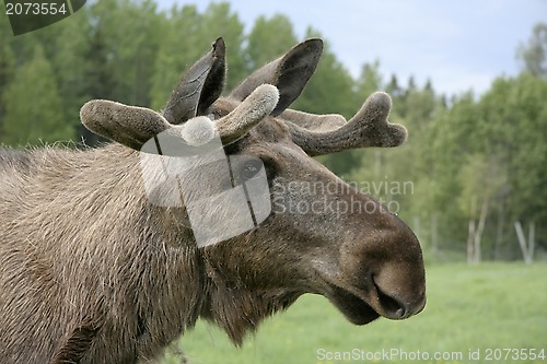 Image of Moose