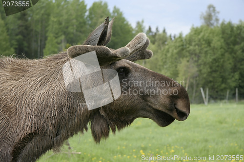 Image of Moose