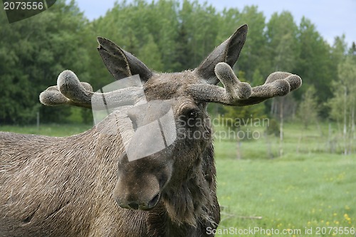 Image of Moose