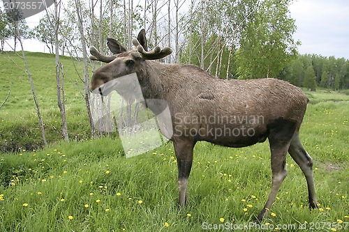 Image of Moose