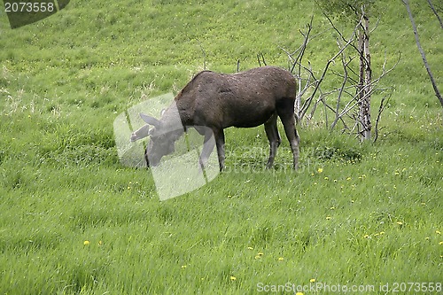 Image of Moose