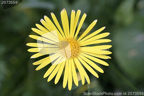 Image of Yellow oxeye daisy