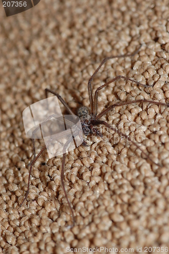 Image of Wolf Spider