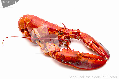 Image of Lobster