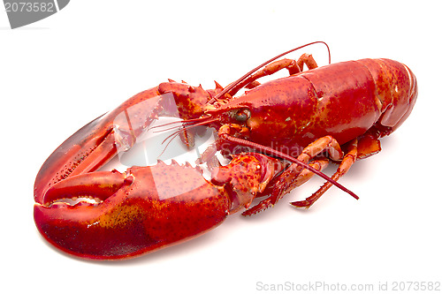 Image of Lobster