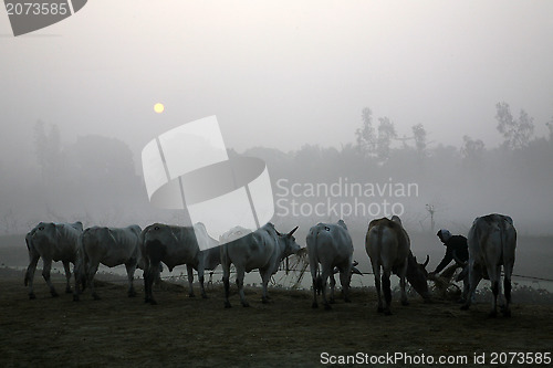 Image of Misty morning in the Bengal countryside Kumrokhali