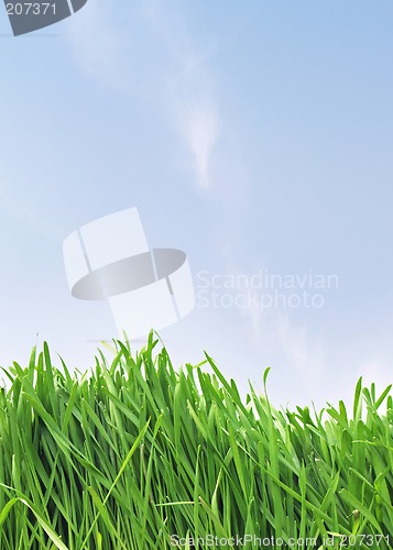 Image of Grass