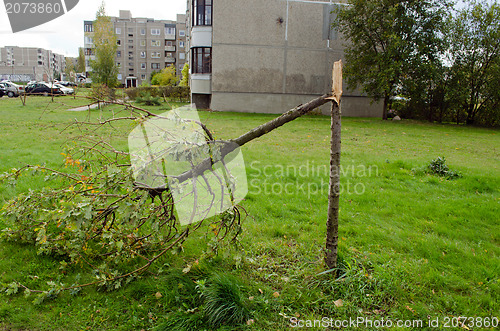 Image of broken decorative tree flat block house storm 