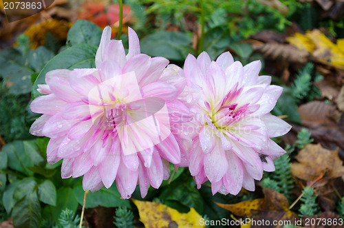 Image of autumn morning dew drops wet dahlia flower bloom 
