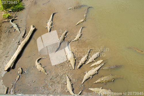 Image of Resting crocodiles