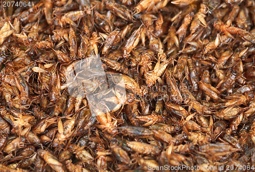 Image of Fried crickets on the eastern market