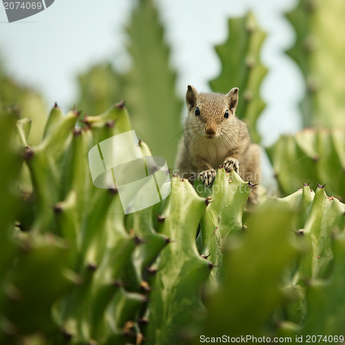 Image of Chipmunk in cactus