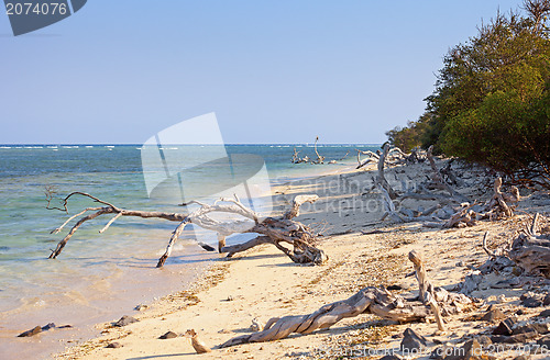 Image of Wild tropical beach littered with driftwood