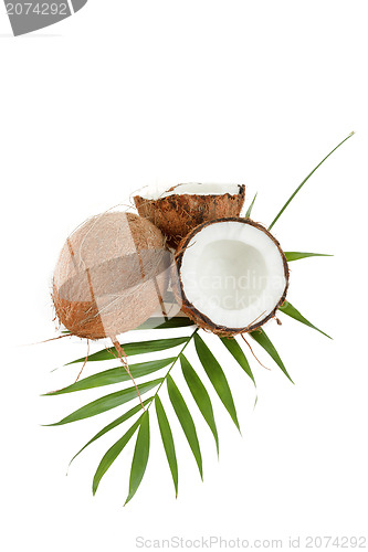 Image of Coconut with leaves