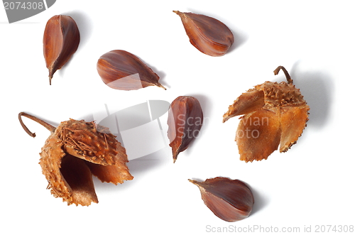 Image of Common Beech Nuts