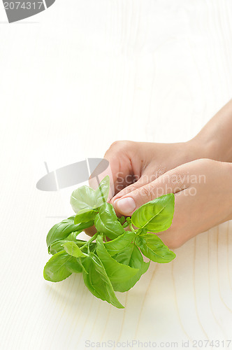 Image of Basil, hands of young woman holding fresh herbs