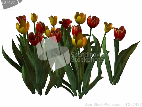 Image of Tulip