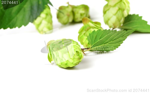 Image of Blossoming hop on white background 