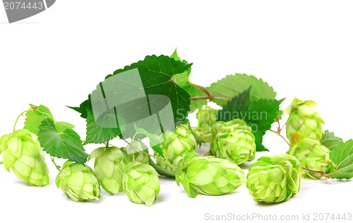 Image of Blossoming hop with leaves