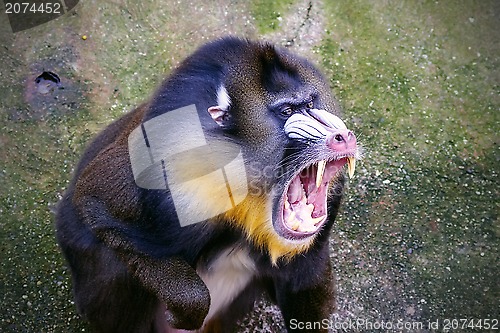 Image of Mandrill