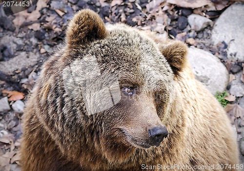 Image of Brown Bear Ursus arctos