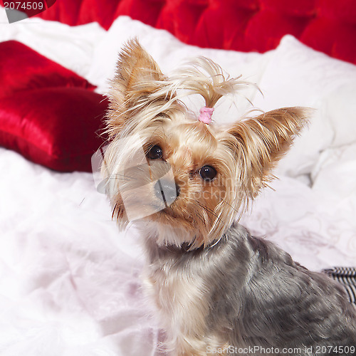 Image of Yorkshire terrier