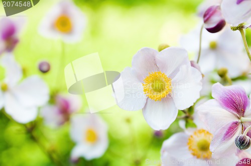 Image of Flowers in the garden. Anemone japonica