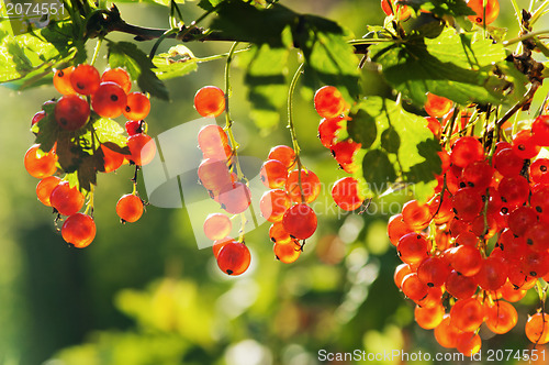 Image of illuminated by sunlight redcurrant berries 