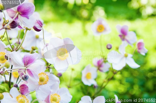 Image of Beautiful flowers in the garden. Anemone japonica