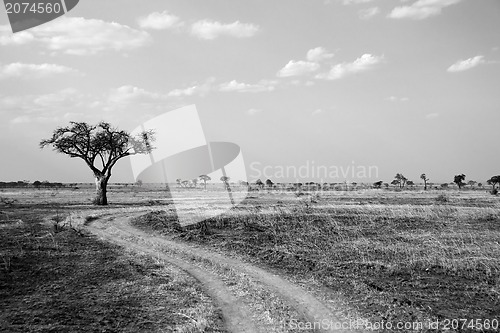 Image of African Savannah