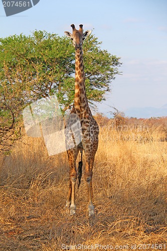 Image of Wild Giraffe