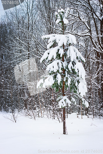 Image of Young pine tree covered with snow