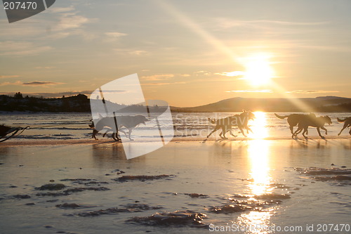 Image of Sleddogs in dawn