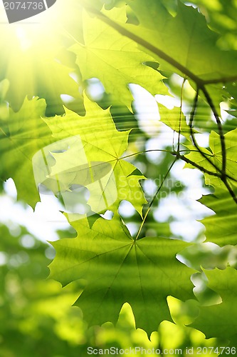 Image of Branch of green maple with water ripples and sunlight