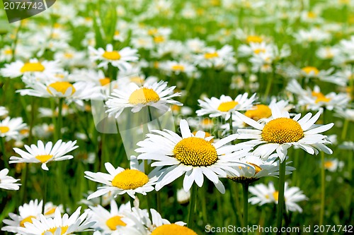 Image of Beautiful chamomile flowers