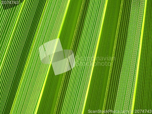 Image of Tropical palm leaf texture