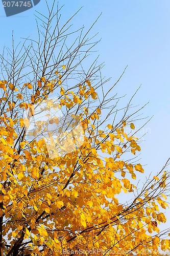 Image of Autumn tree on sky background