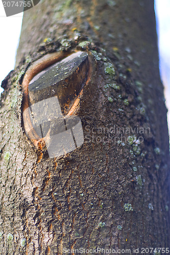 Image of bough of tree