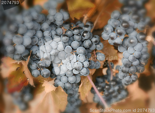 Image of Ripe blue grapes