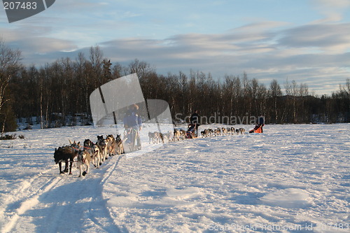 Image of Sleddogs teams at Nøsen